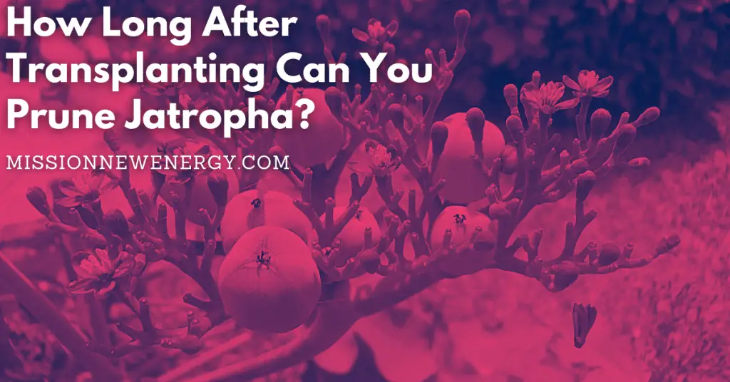 How Long After Transplanting Can You Prune Jatropha?