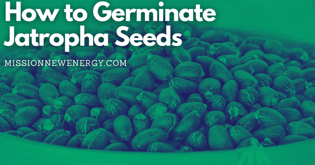 How to Germinate Jatropha Seeds