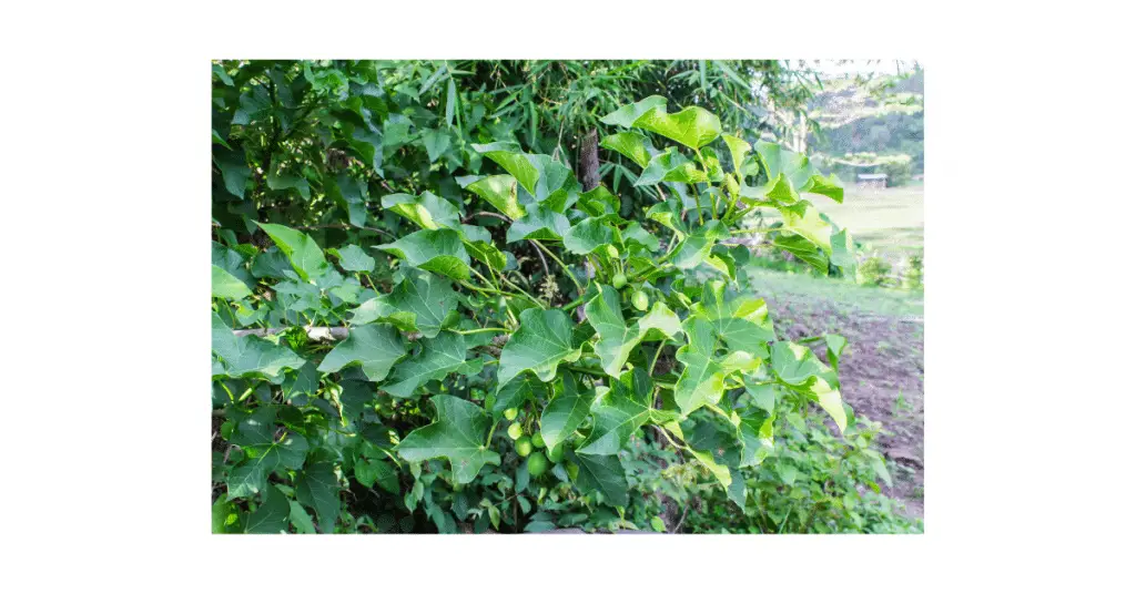 jatropha curcas