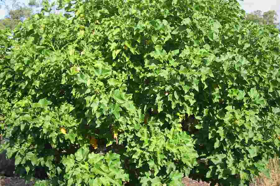 jatropha curcas tree
