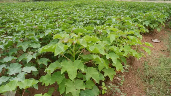 jatropha farming