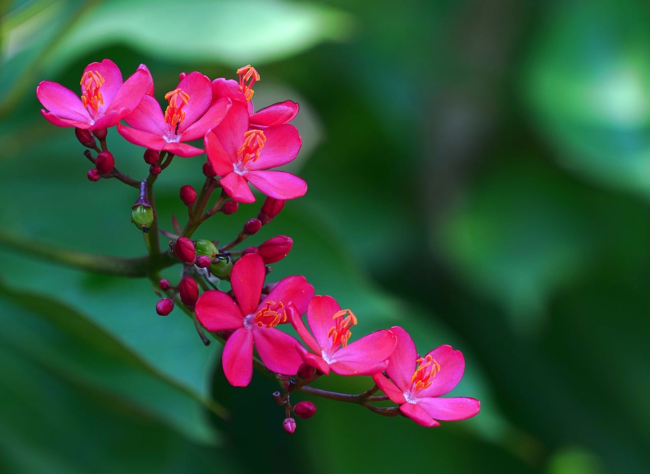 Jatropha Peregrina flower