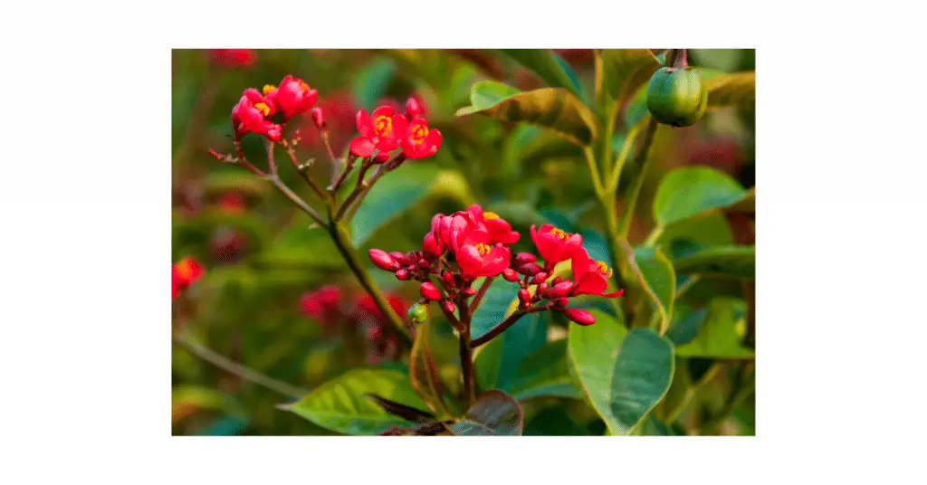 jatropha integerrima