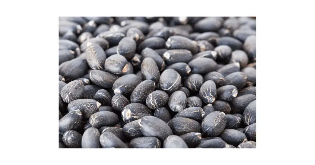 jatropha seeds 1