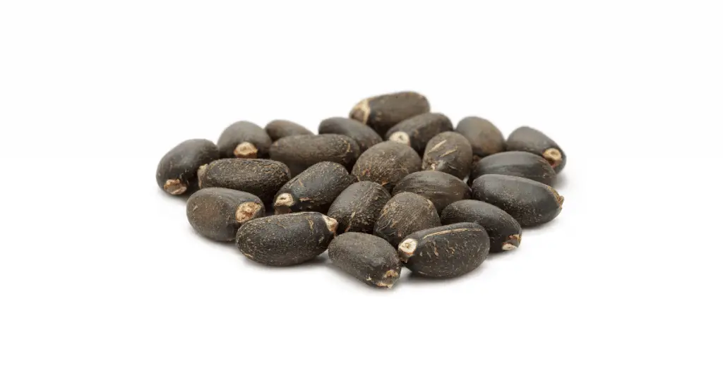 jatropha seeds 2