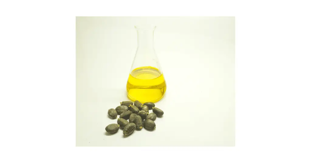 jatropha seeds 3
