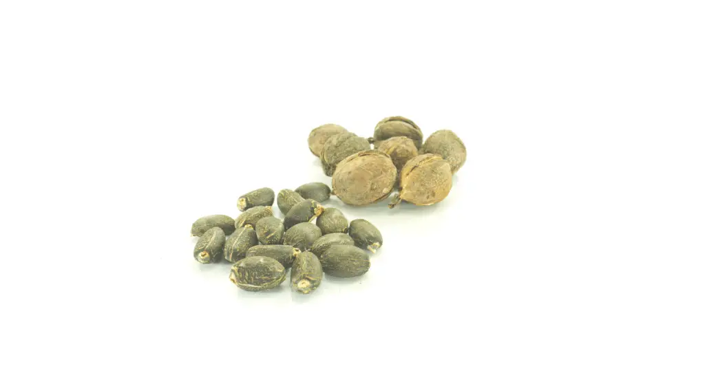 jatropha seeds 4