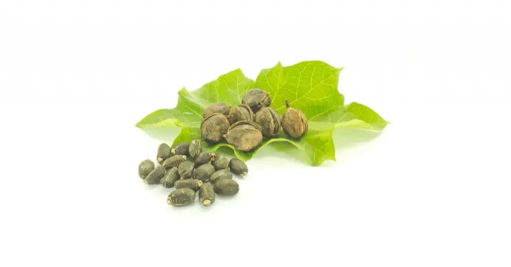jatropha seeds 5
