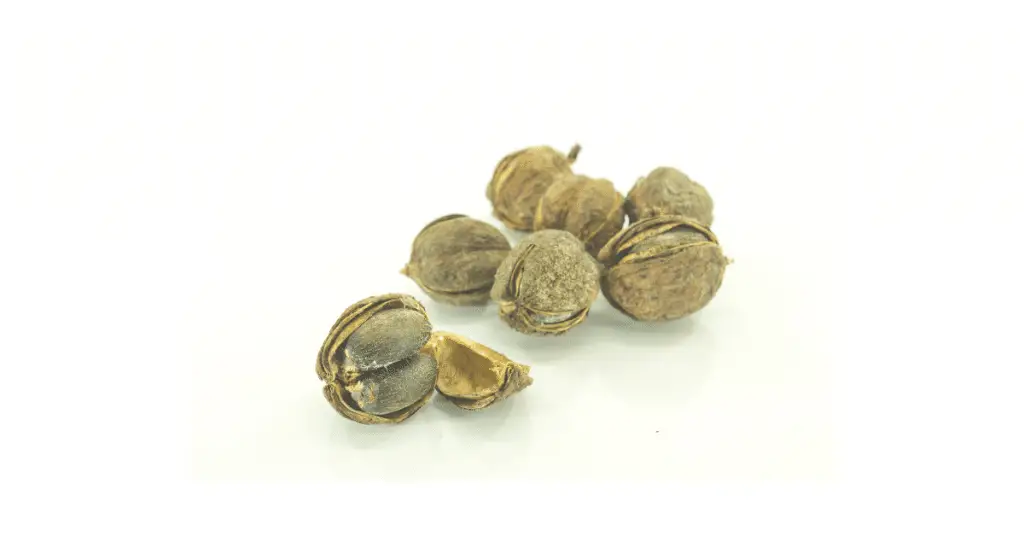 jatropha seeds 6