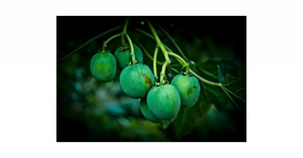 jatropha seeds 7