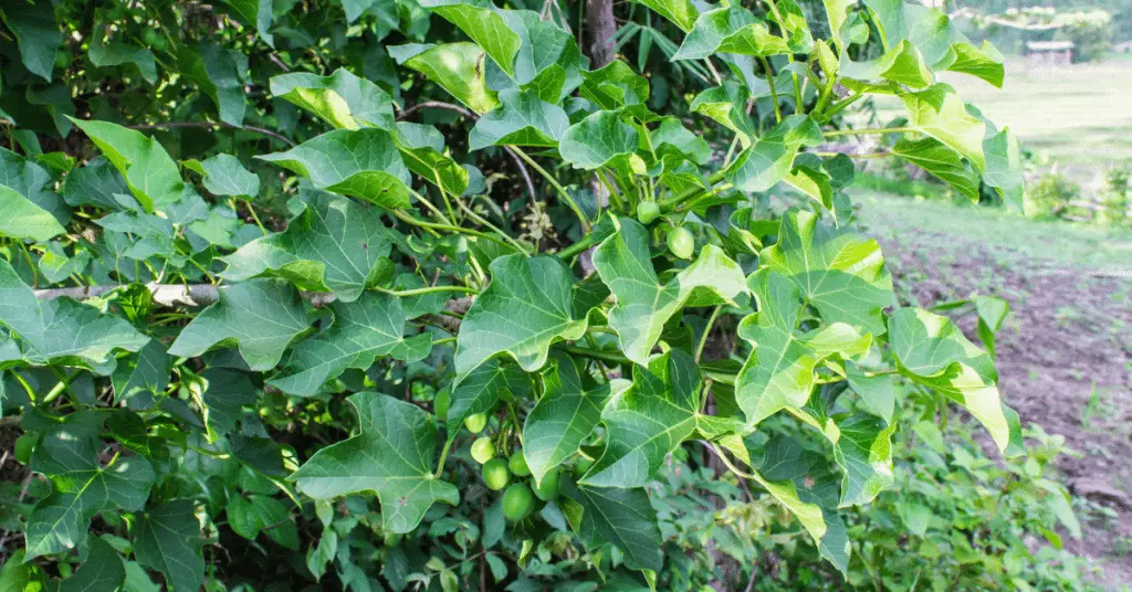 jatropha tree 1