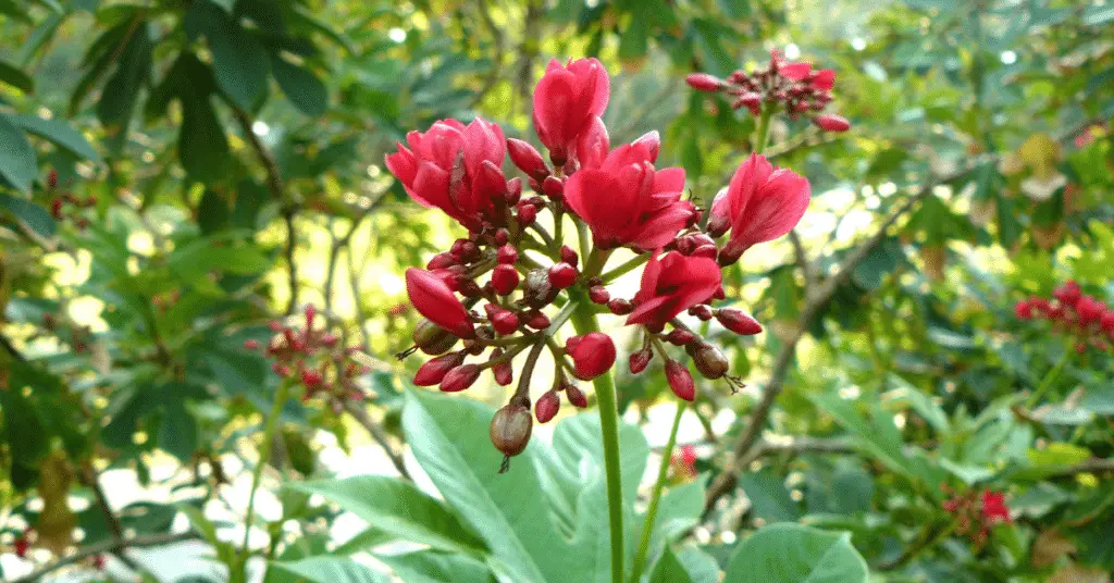 jatropha tree 3