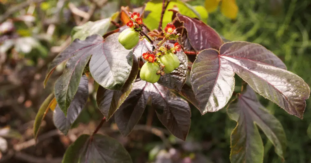 jatropha tree 5