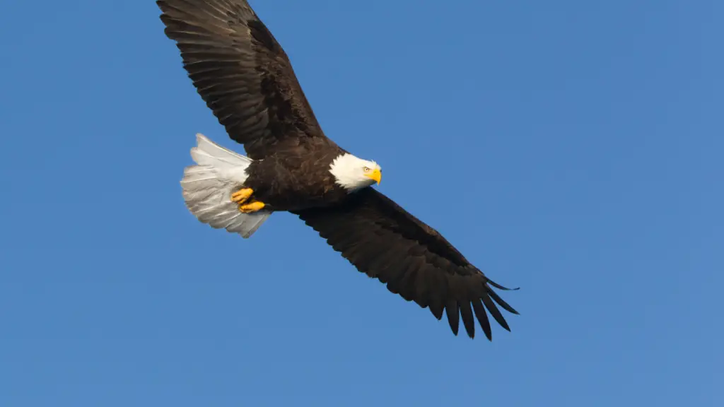 150 bald eagles killed by wind turbines