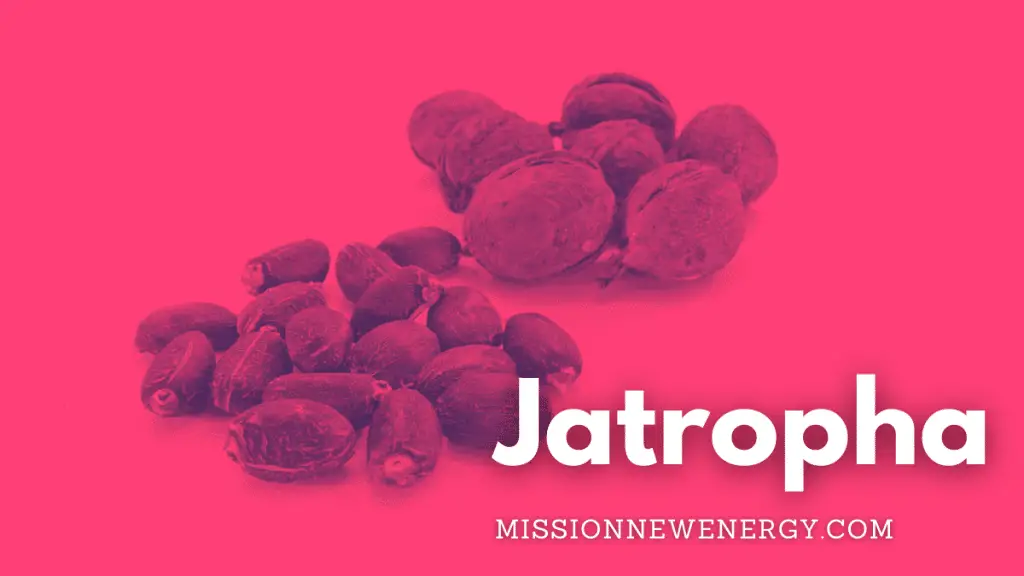 Jatropha