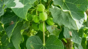 Jatropha Curcas tree