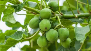 Jatropha on tree