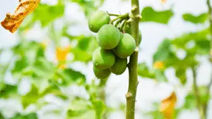 Jatropha tree