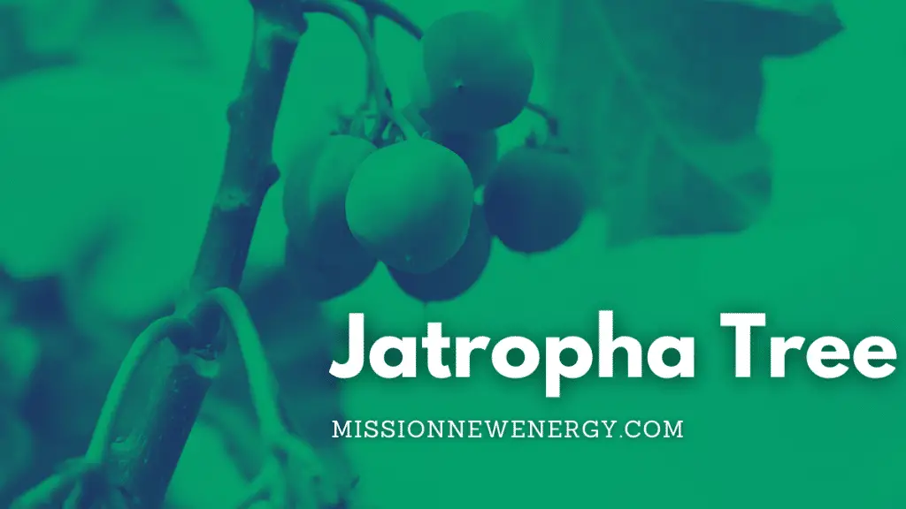 Jatropha tree