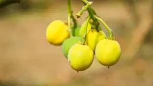 Jatropha tree