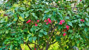 Jatropha tree