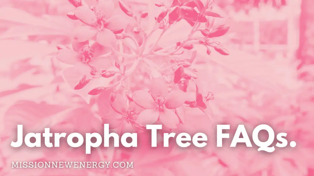 Jatropha tree FAQs