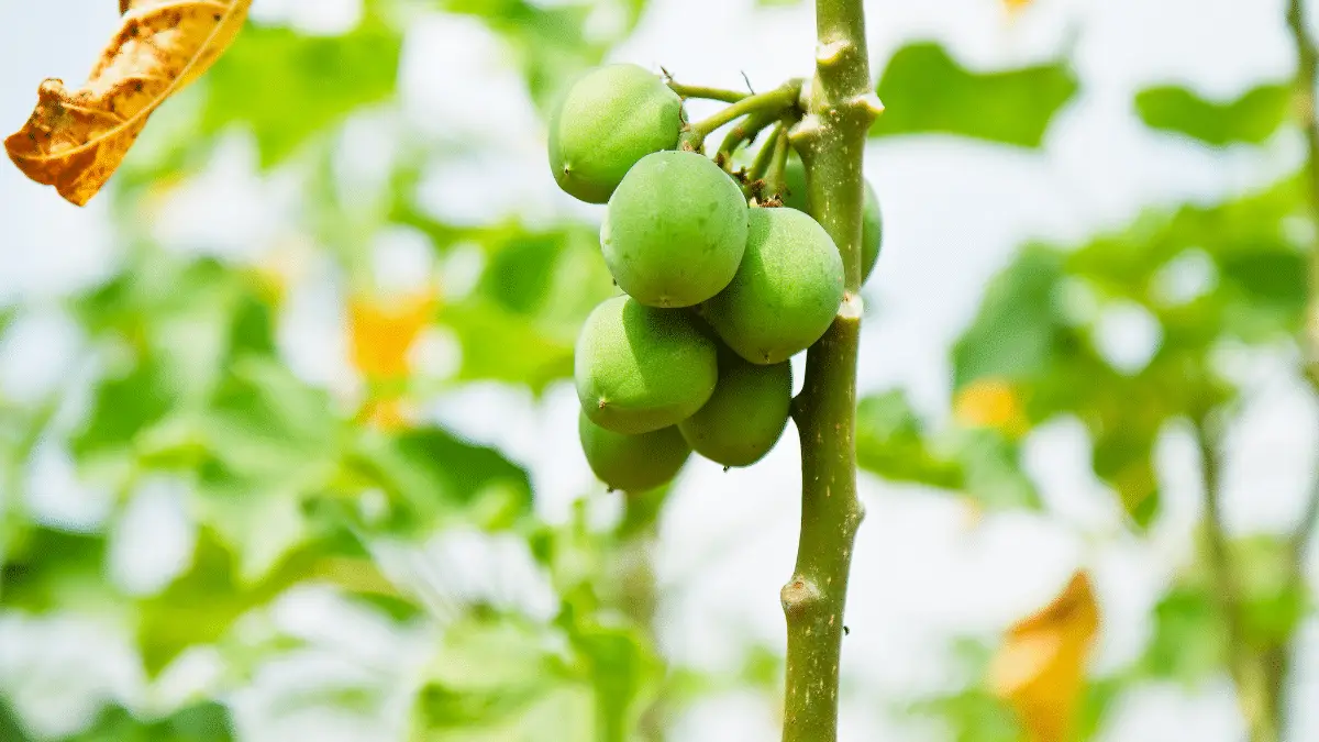 Jatropha tree