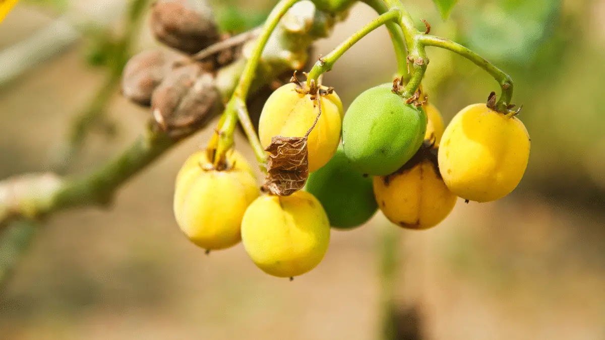 Jatropha tree