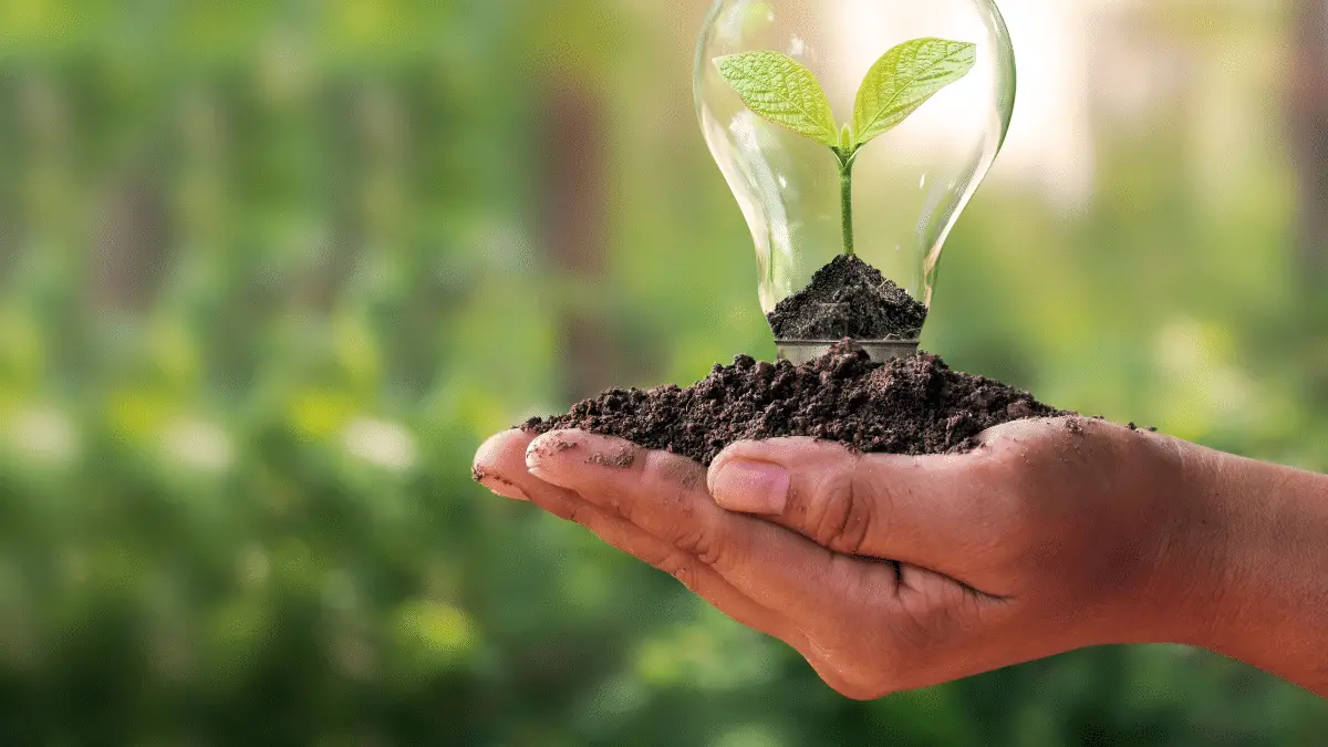 A Small Tree Planted in an Energy-Saving Light Bulb in the Hands of a Young Woman, the Concept of Energy Saving, Renewable Energy and Environmentally Friendly